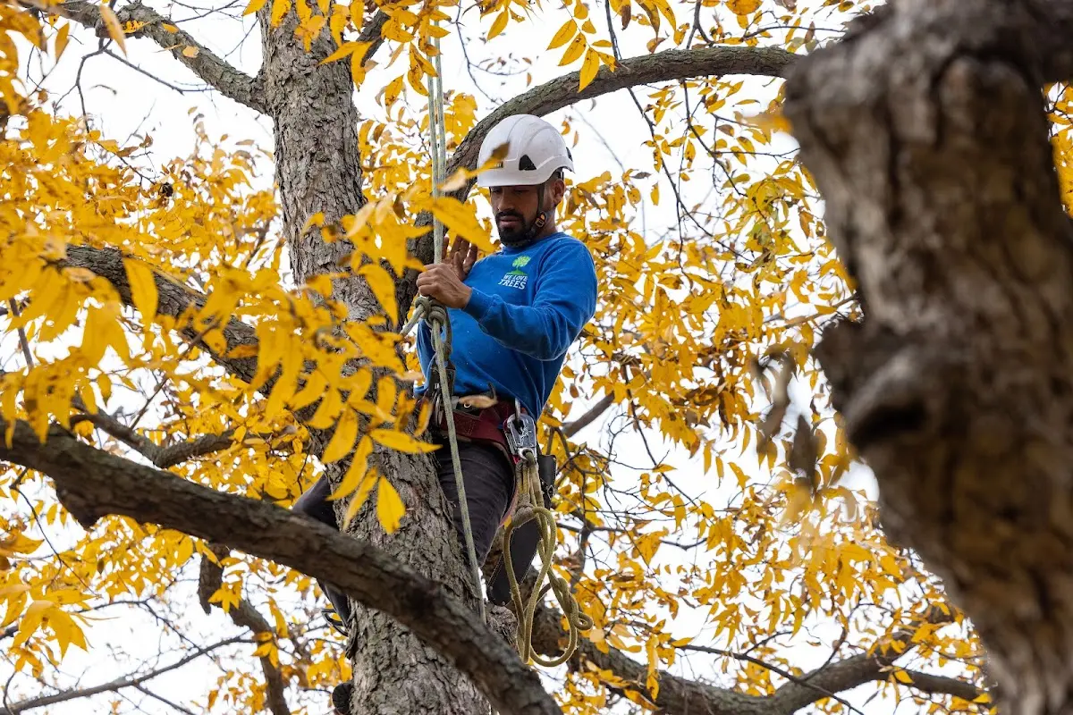 Skilled Storm Damage Cleanup crew working in Maysville